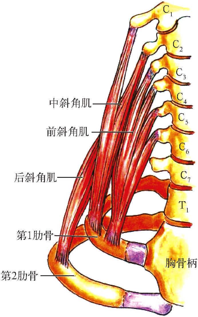 二、斜角肌